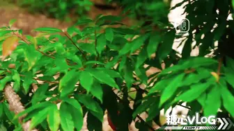 糖心二次元嫩妹【水绪奈奈】霸道萝莉爱上我_深喉口爆骑乘榨精疯狂打桩不停中出灌精_#新片速递