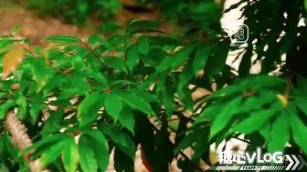 霸道萝莉爱上我_深喉口爆骑乘榨精疯狂打桩不停中出灌精 #水绪奈奈 原 #明纱柚奈
